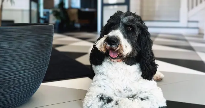 Black and white dog sitting on a black and white tiled floor.