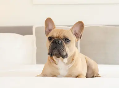 French Bulldog lying on a bed.